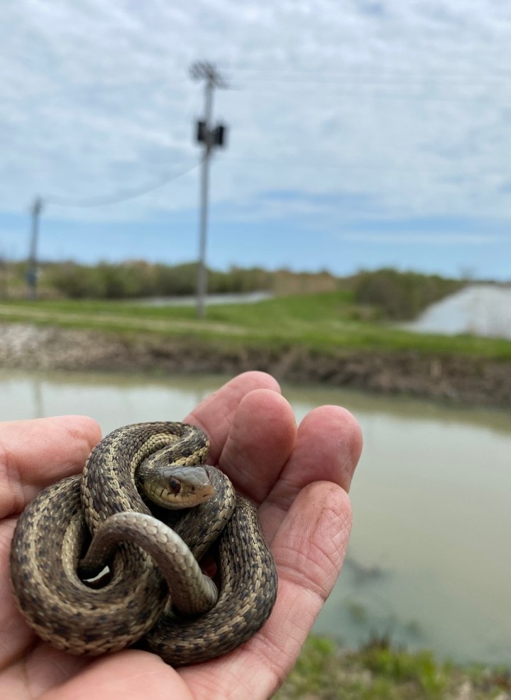 Eastern Garter Snake